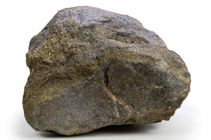 Fossil Sauropod Caudal Vertebra - Wyoming #330981